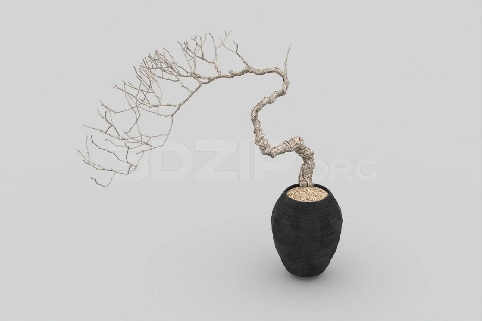 Bonsai