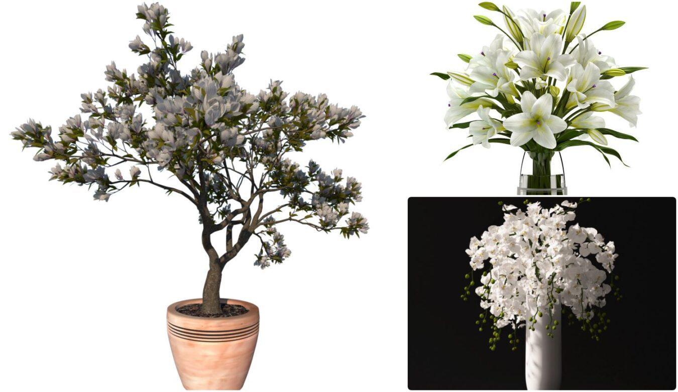 Plant