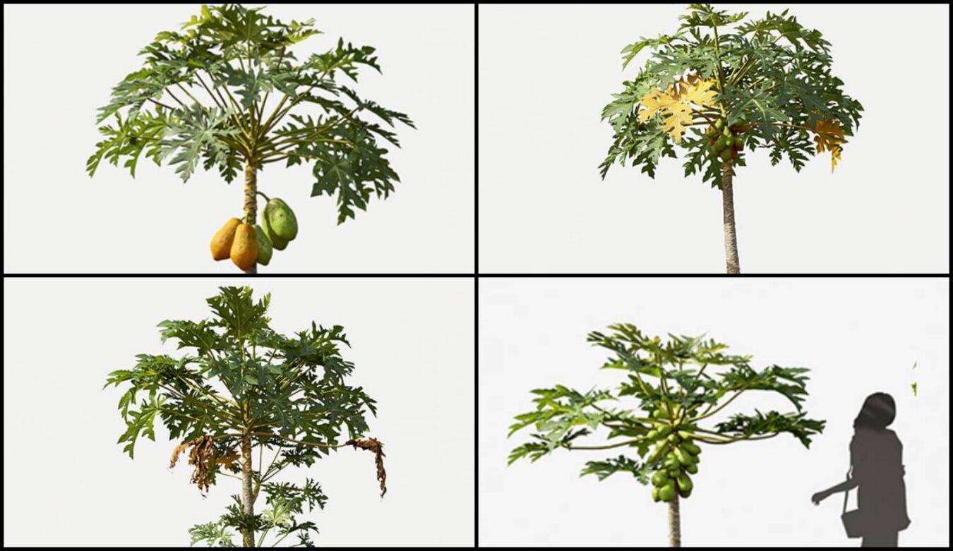 Papaya Trees