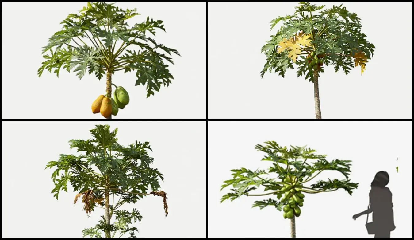 Papaya Trees