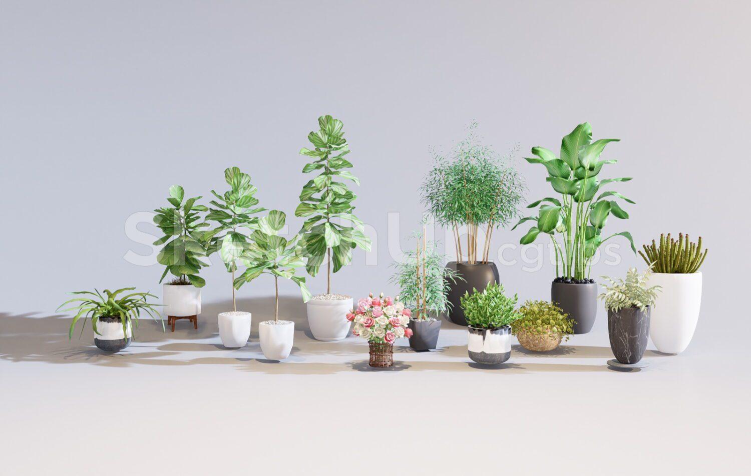Plants