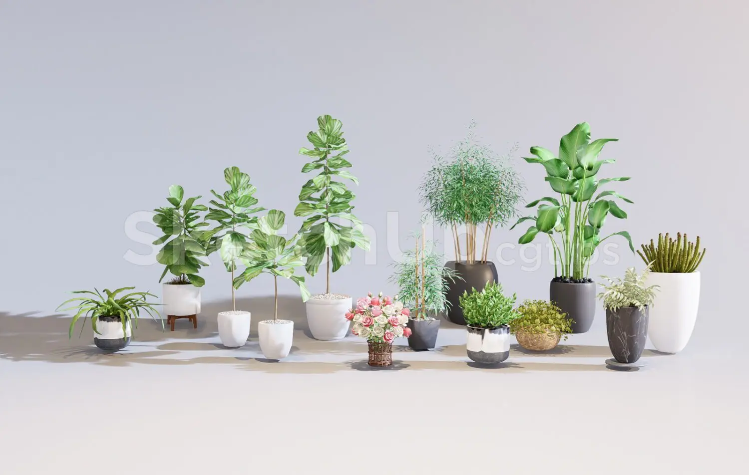 Plants
