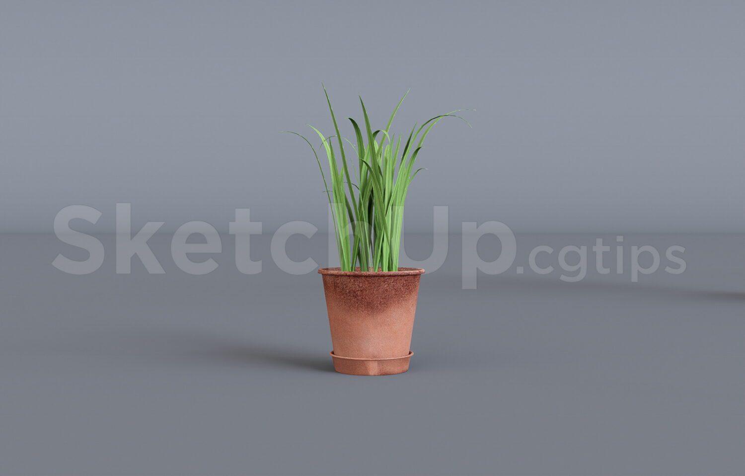 Plant