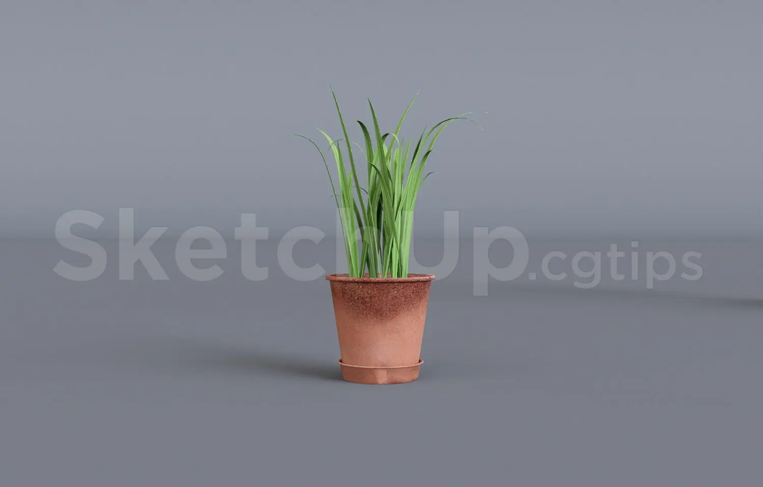 Plant
