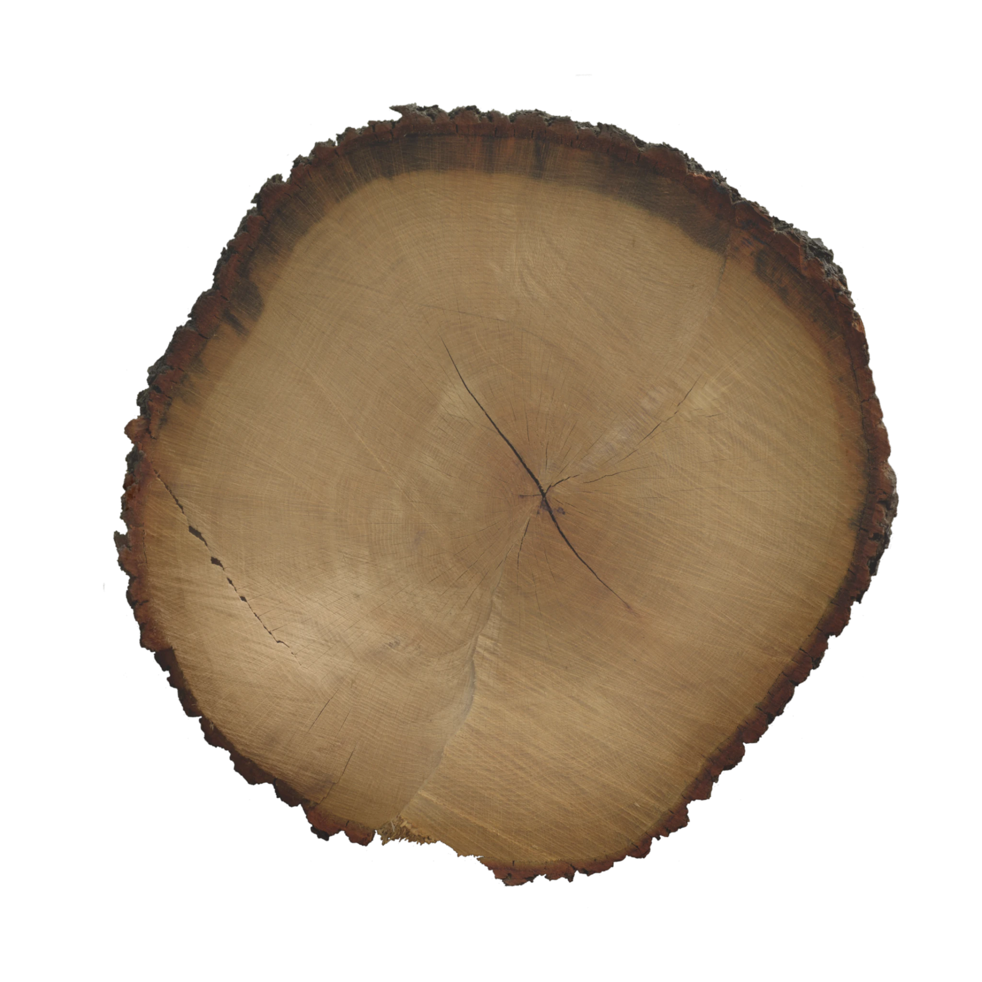 Tree End 003