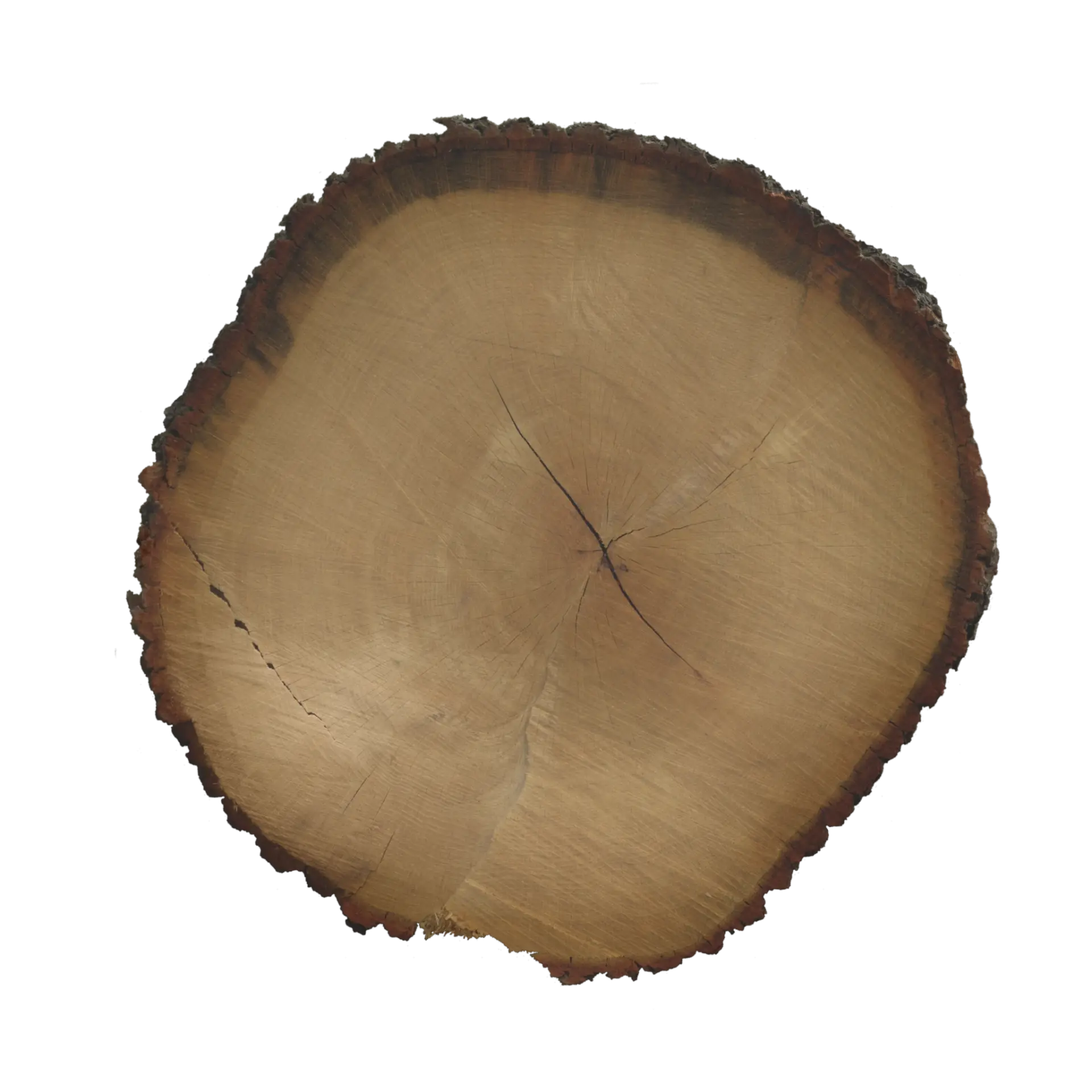 Tree End 003