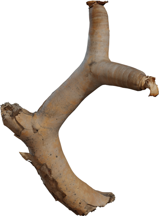 Dead Quiver Branch 1