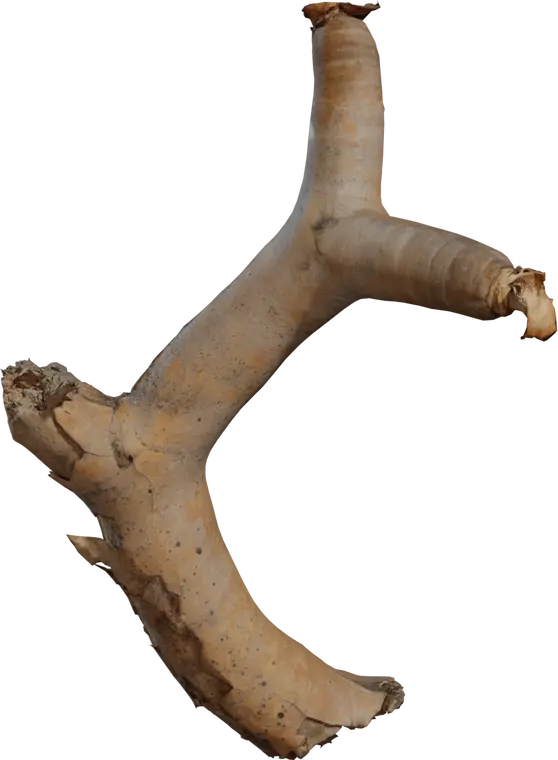 Dead Quiver Branch 1