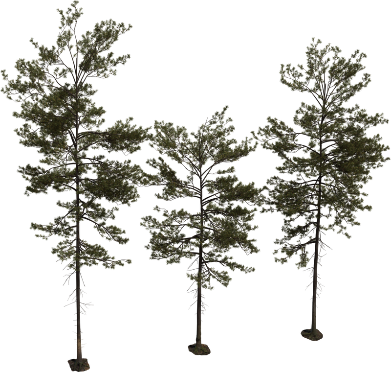Pine Tree 1