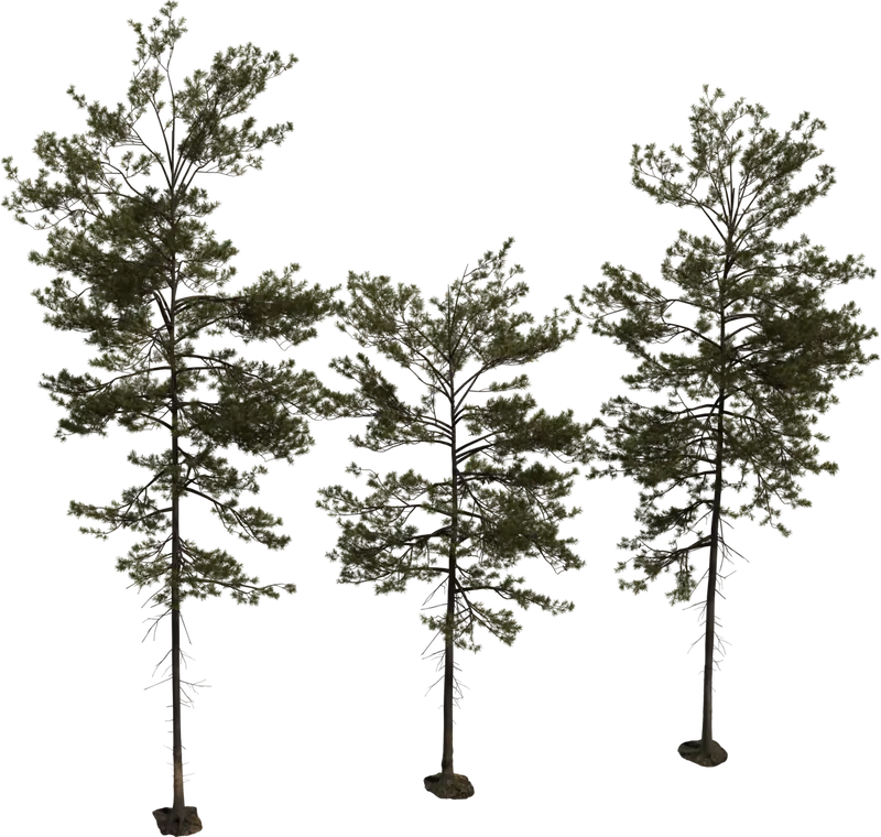 Pine Tree 1