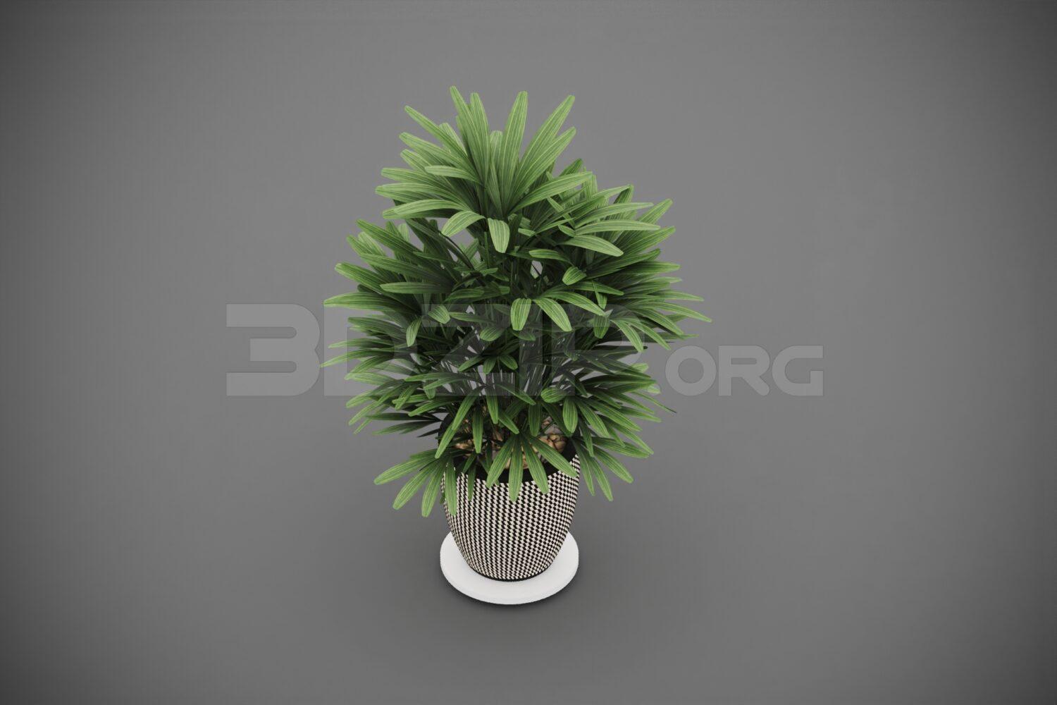 Plant