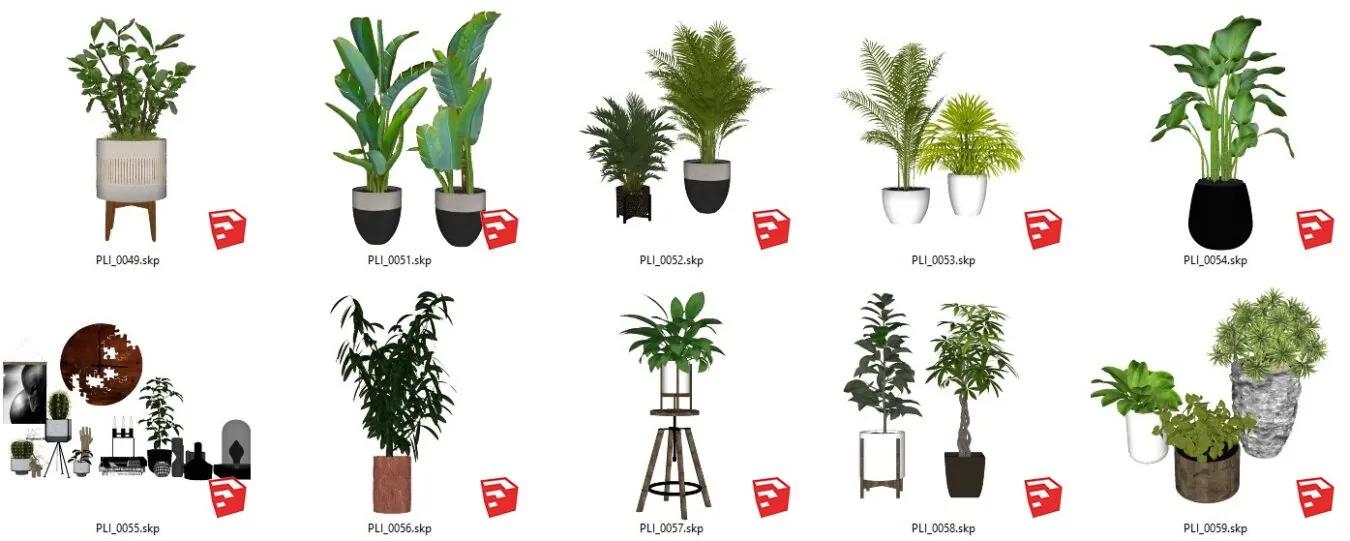 Plant
