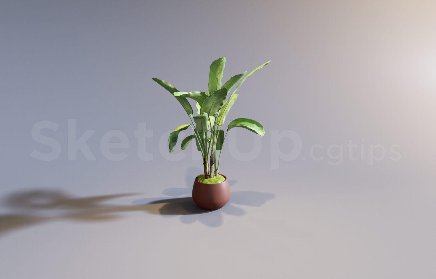 Plant