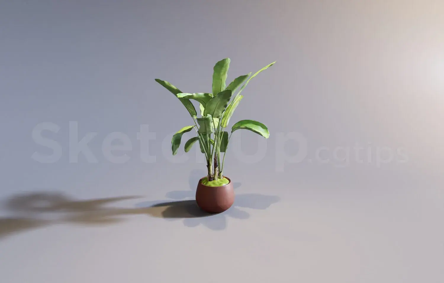 Plant