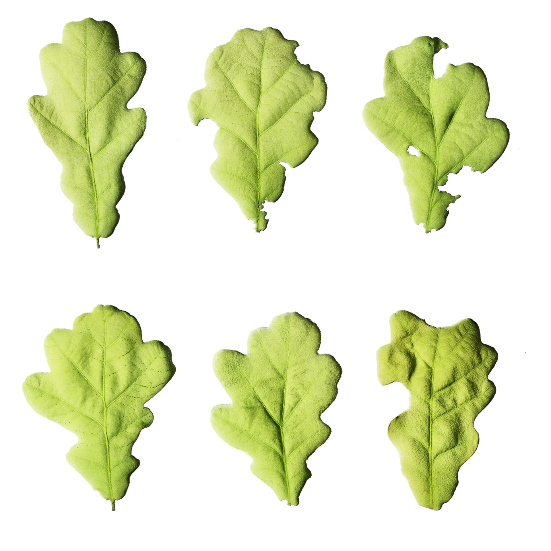 Leaf Set 016