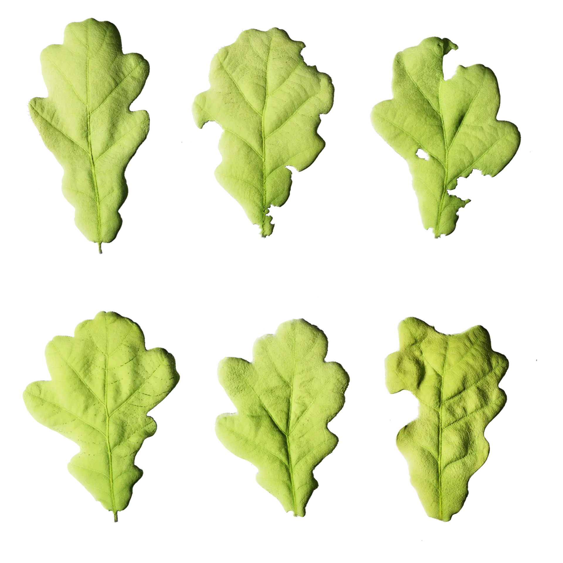 Leaf Set 016