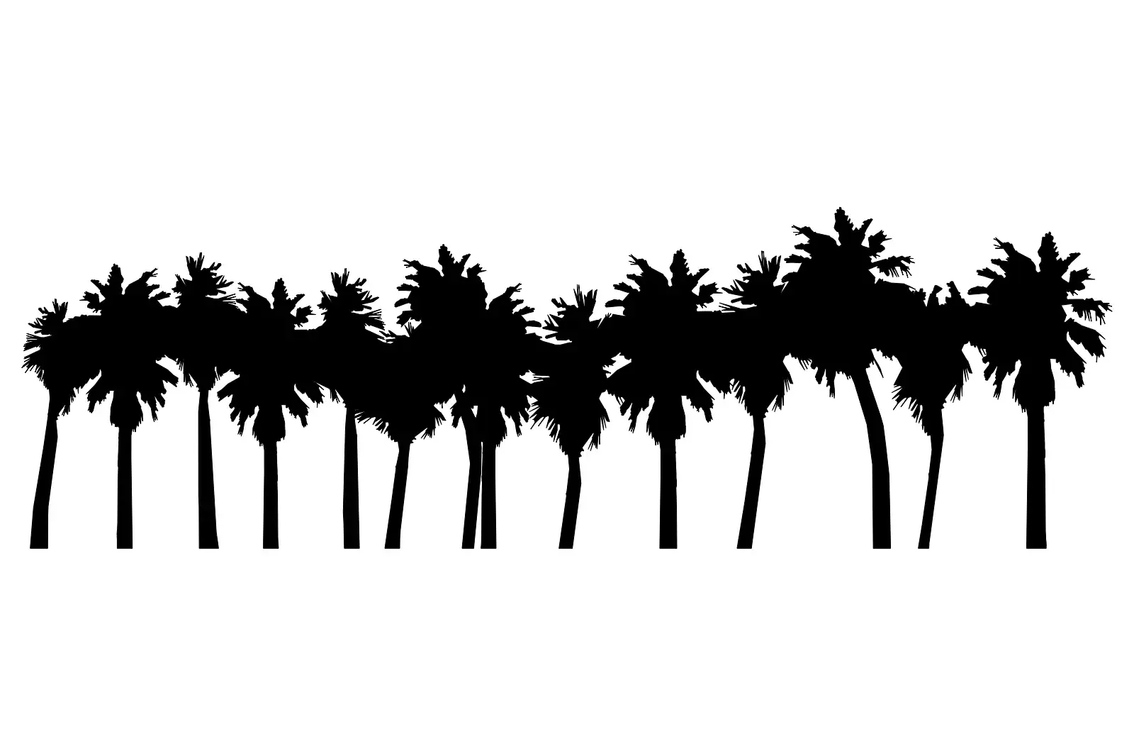 Palm Grove
