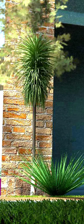 Yucca