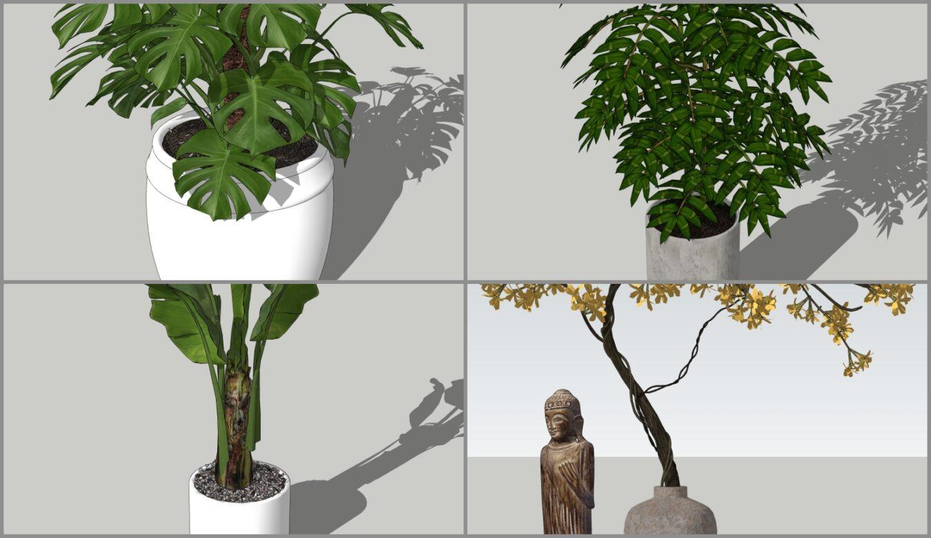 Plant