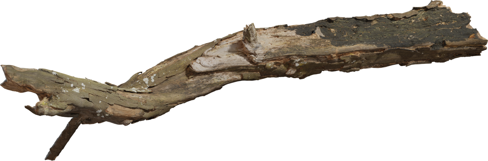 Dead Tree Trunk 2