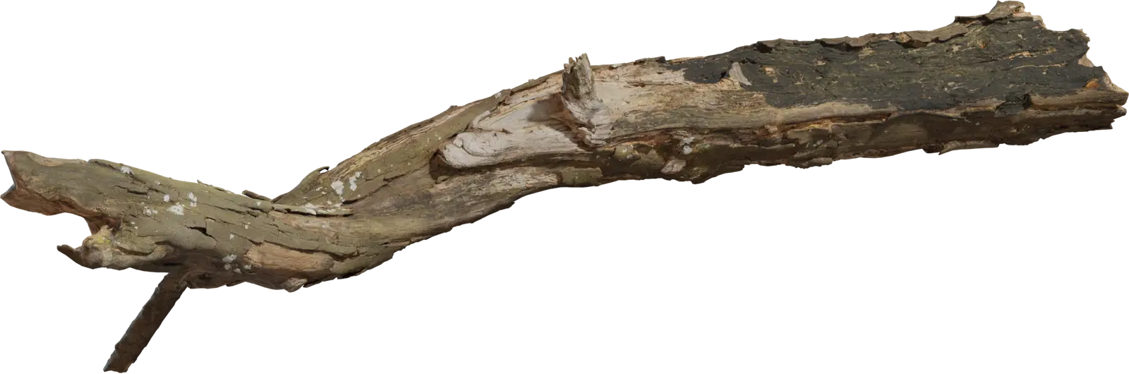 Dead Tree Trunk 2