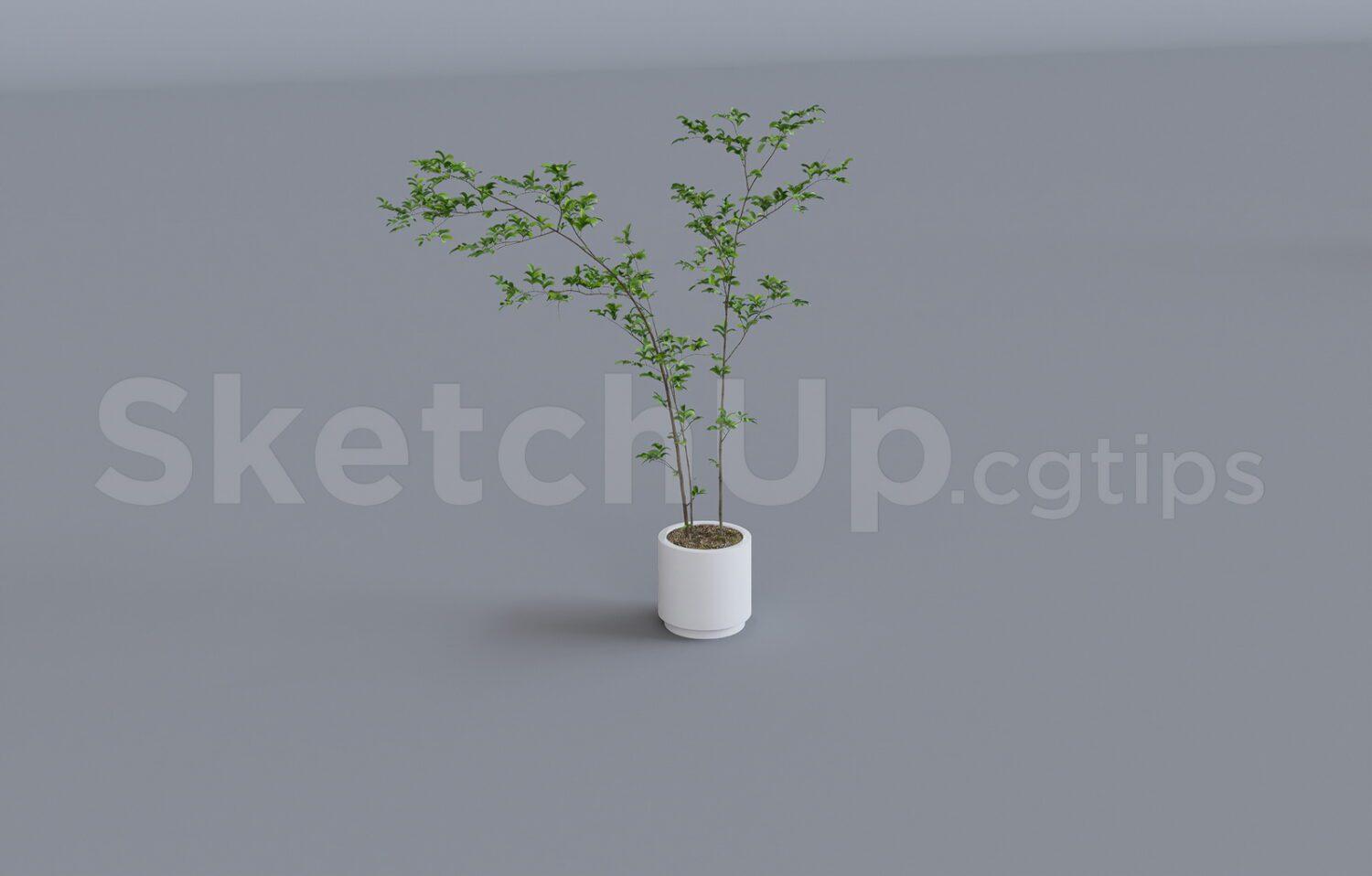 Plant