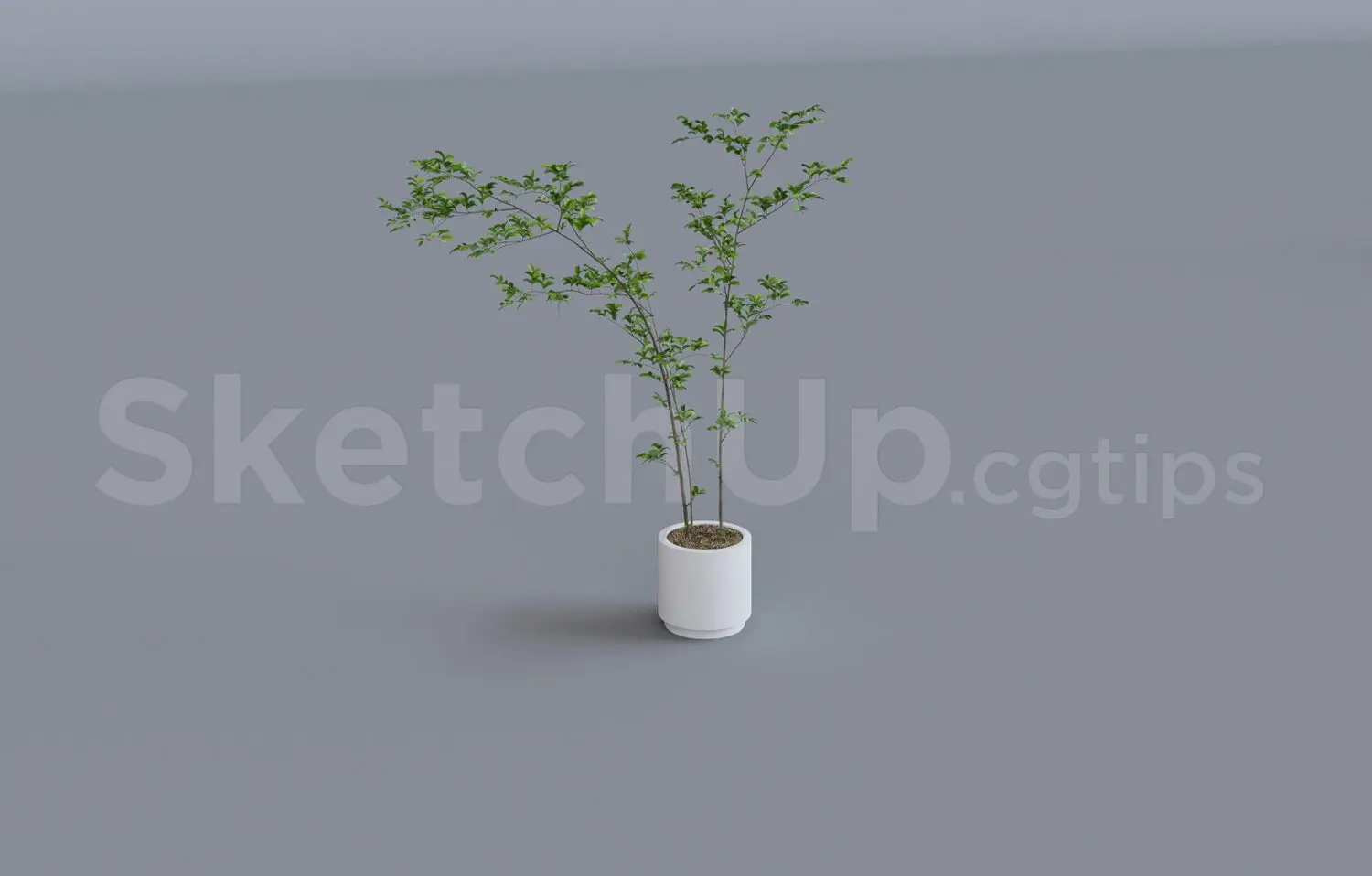 Plant