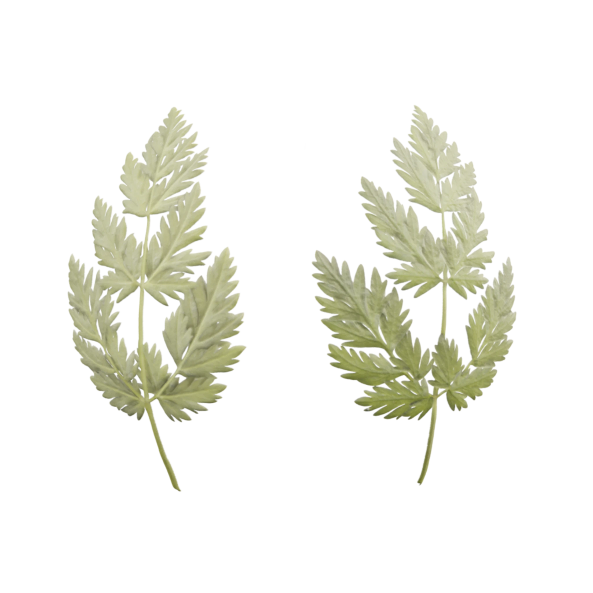 Leaf 003