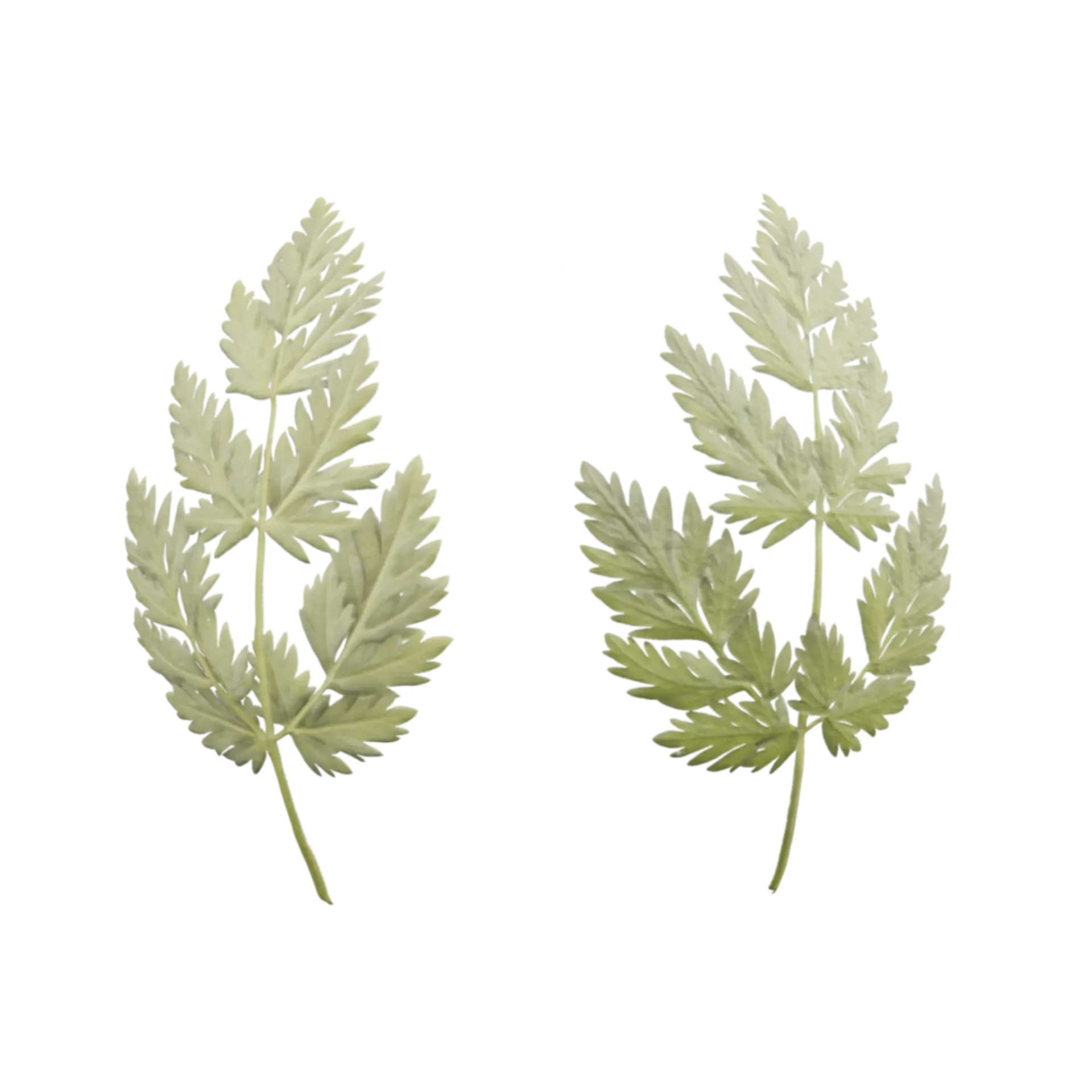 Leaf 003