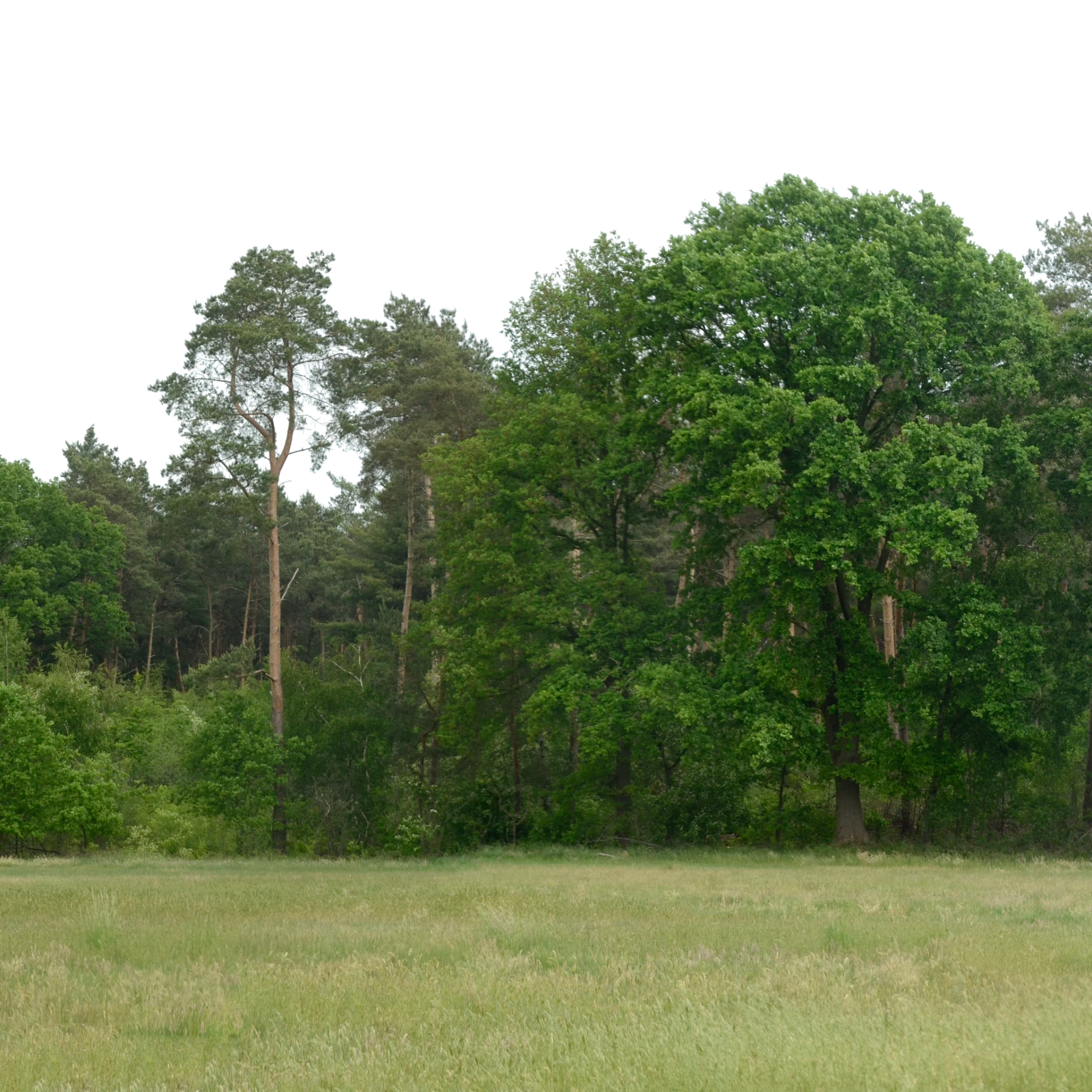 Backdrop 007
