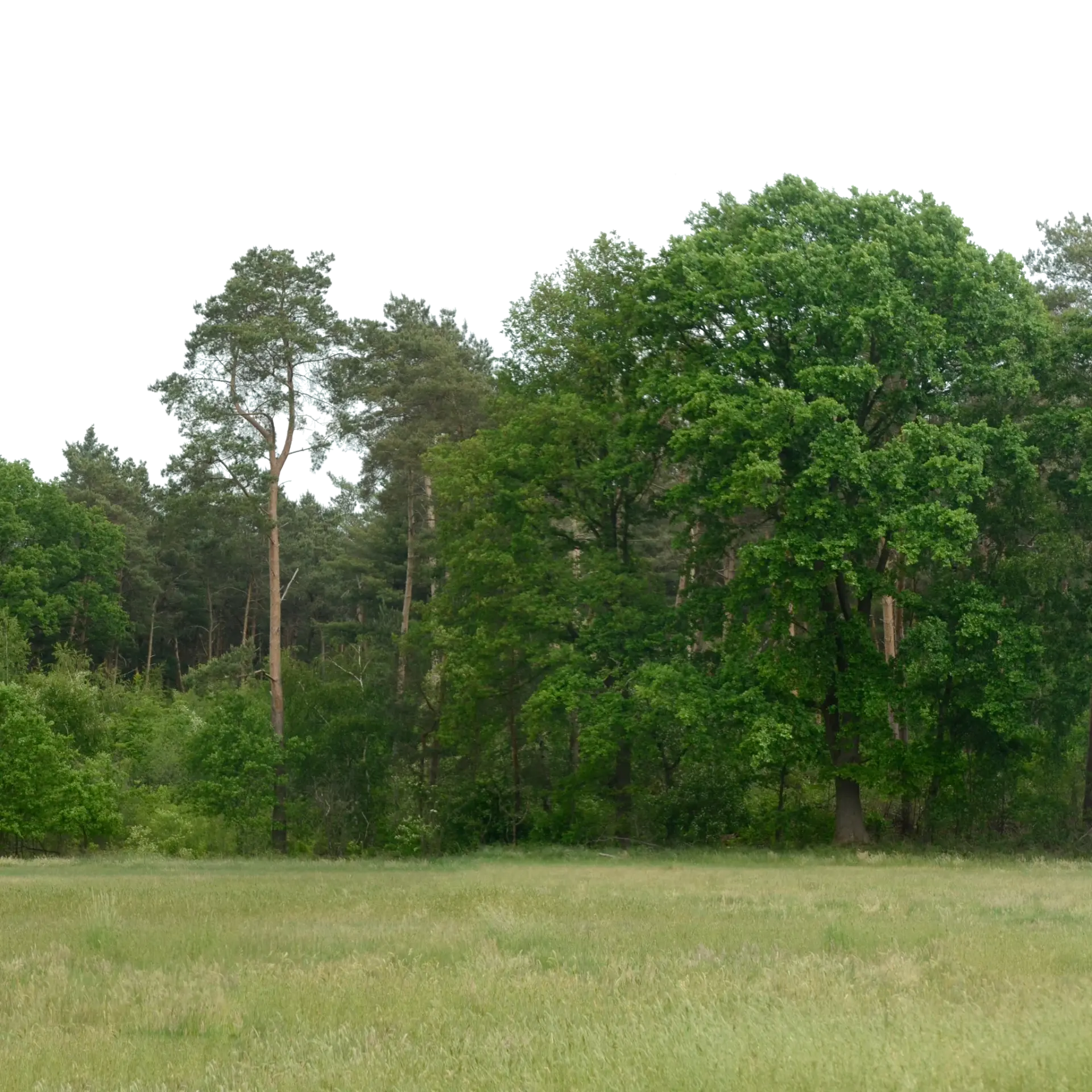 Backdrop 007