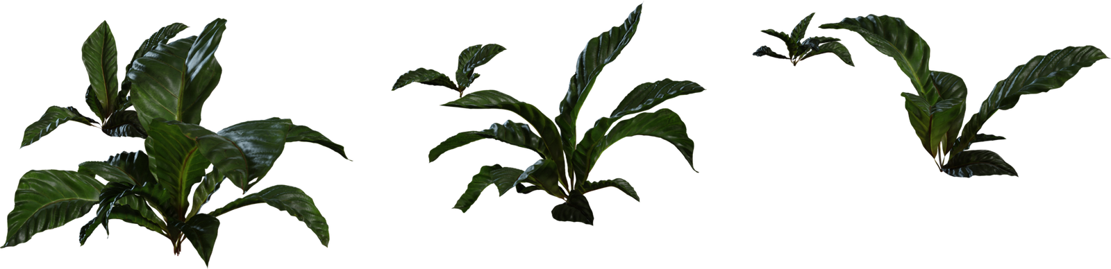 Anthurium Botany 1