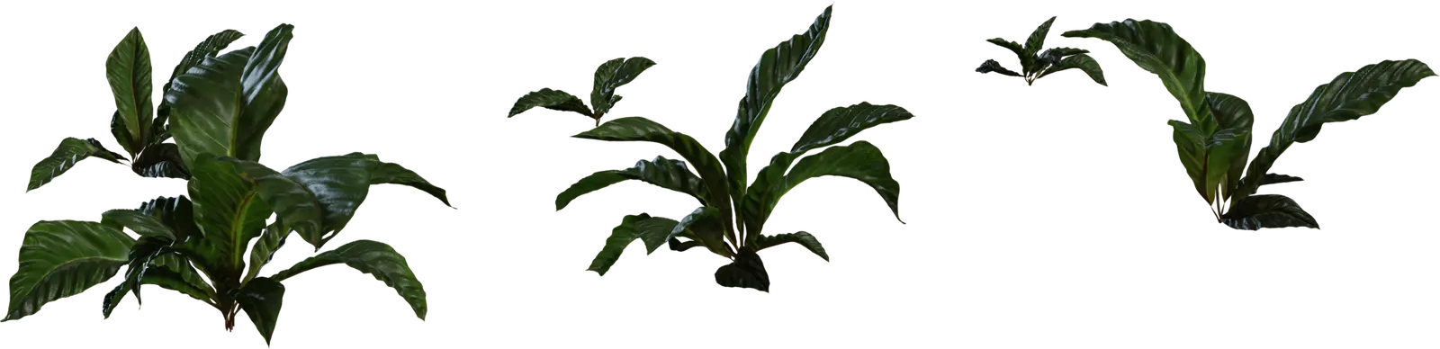 Anthurium Botany 1