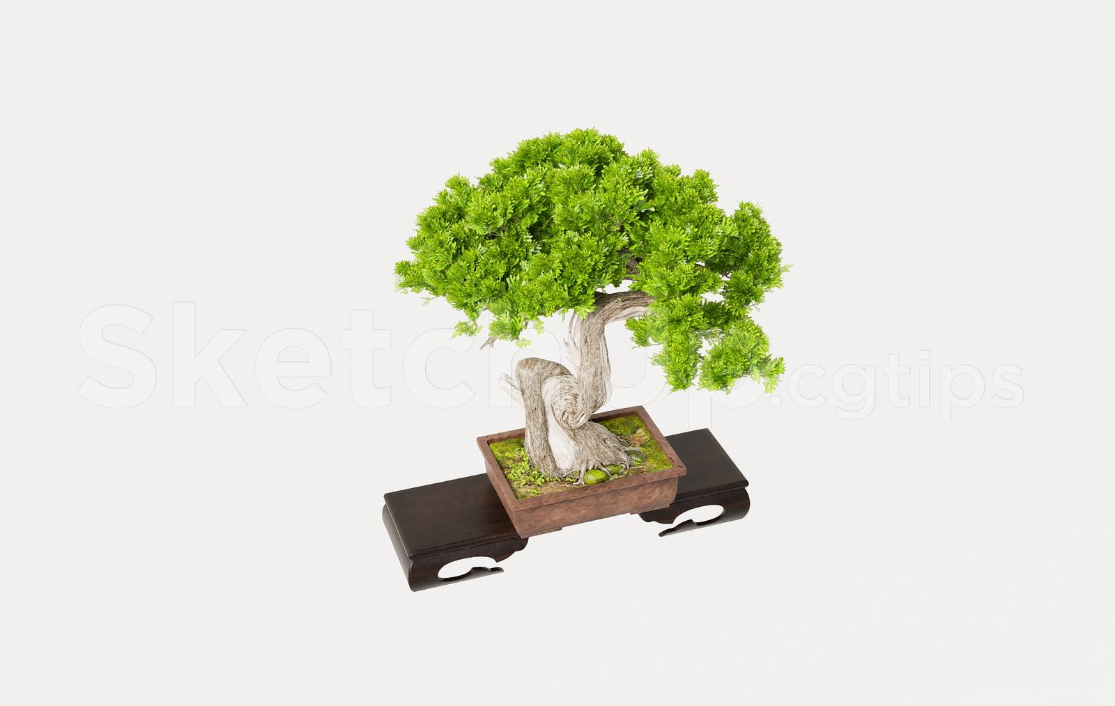 BonSai Tree