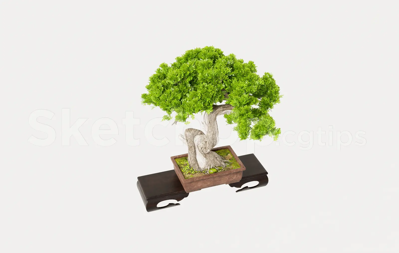BonSai Tree