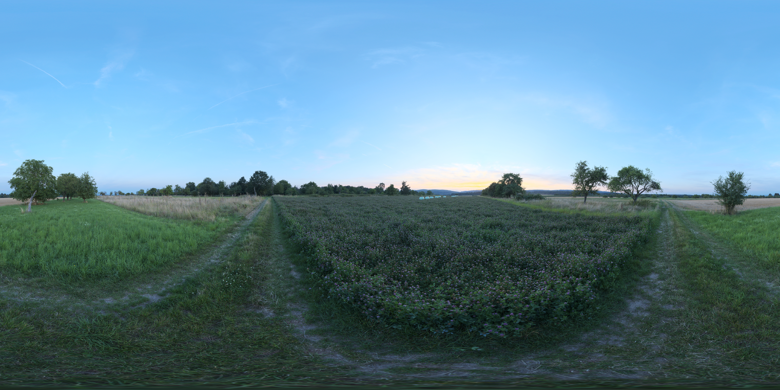 Wildflower Field