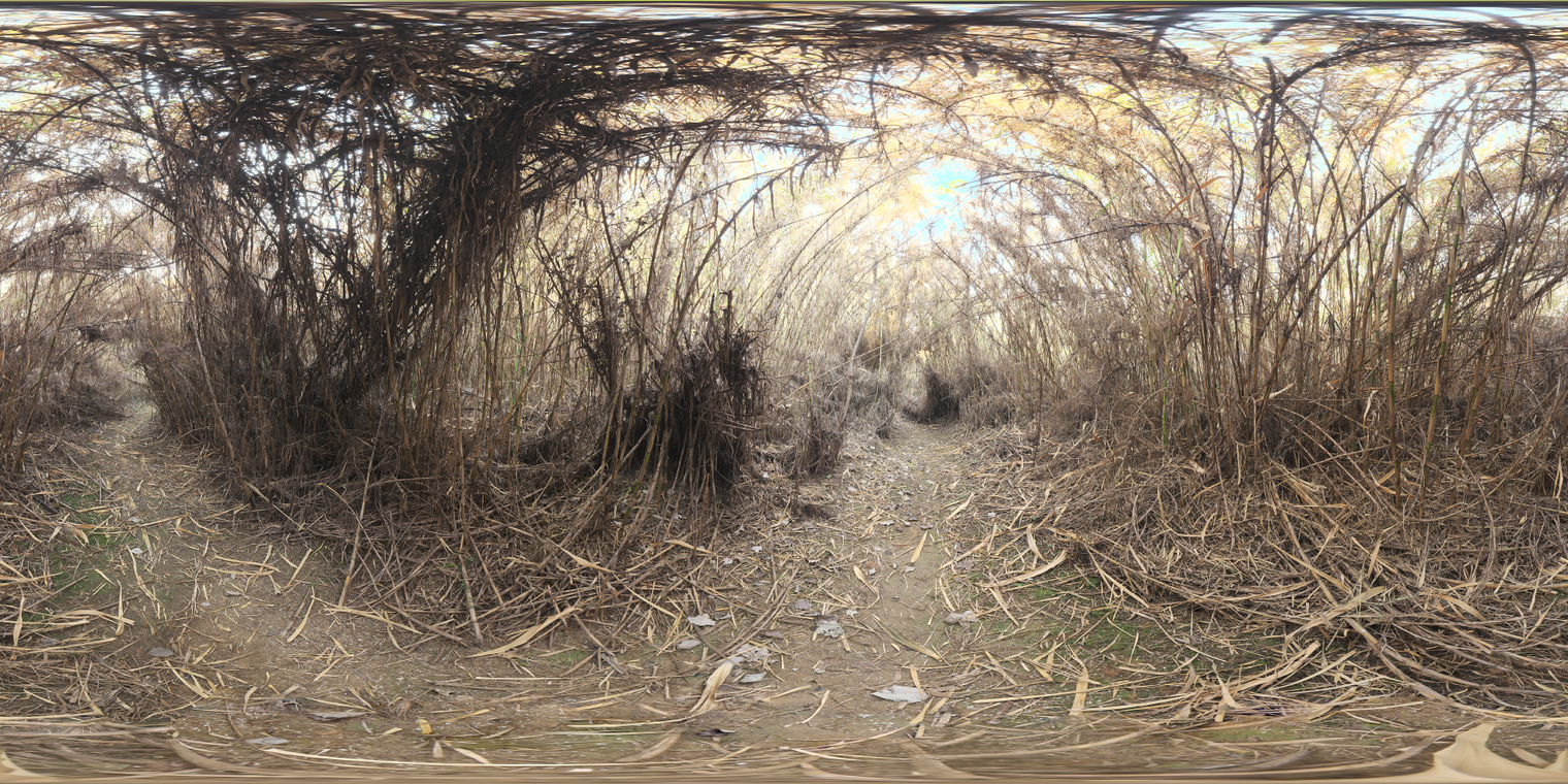 Spooky Bamboo Morning