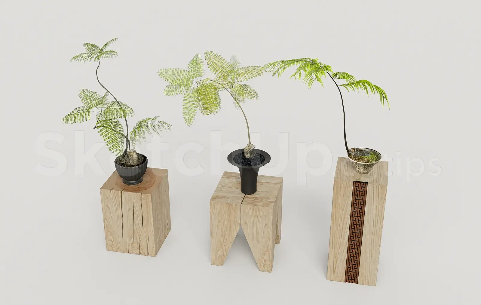 Mini Bonsai Plants on Wooden Pedestals