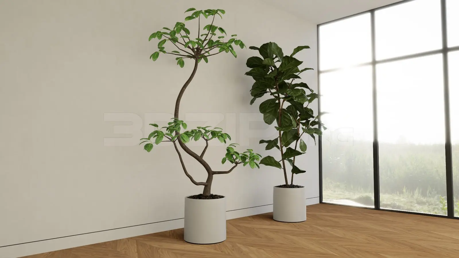 Plant