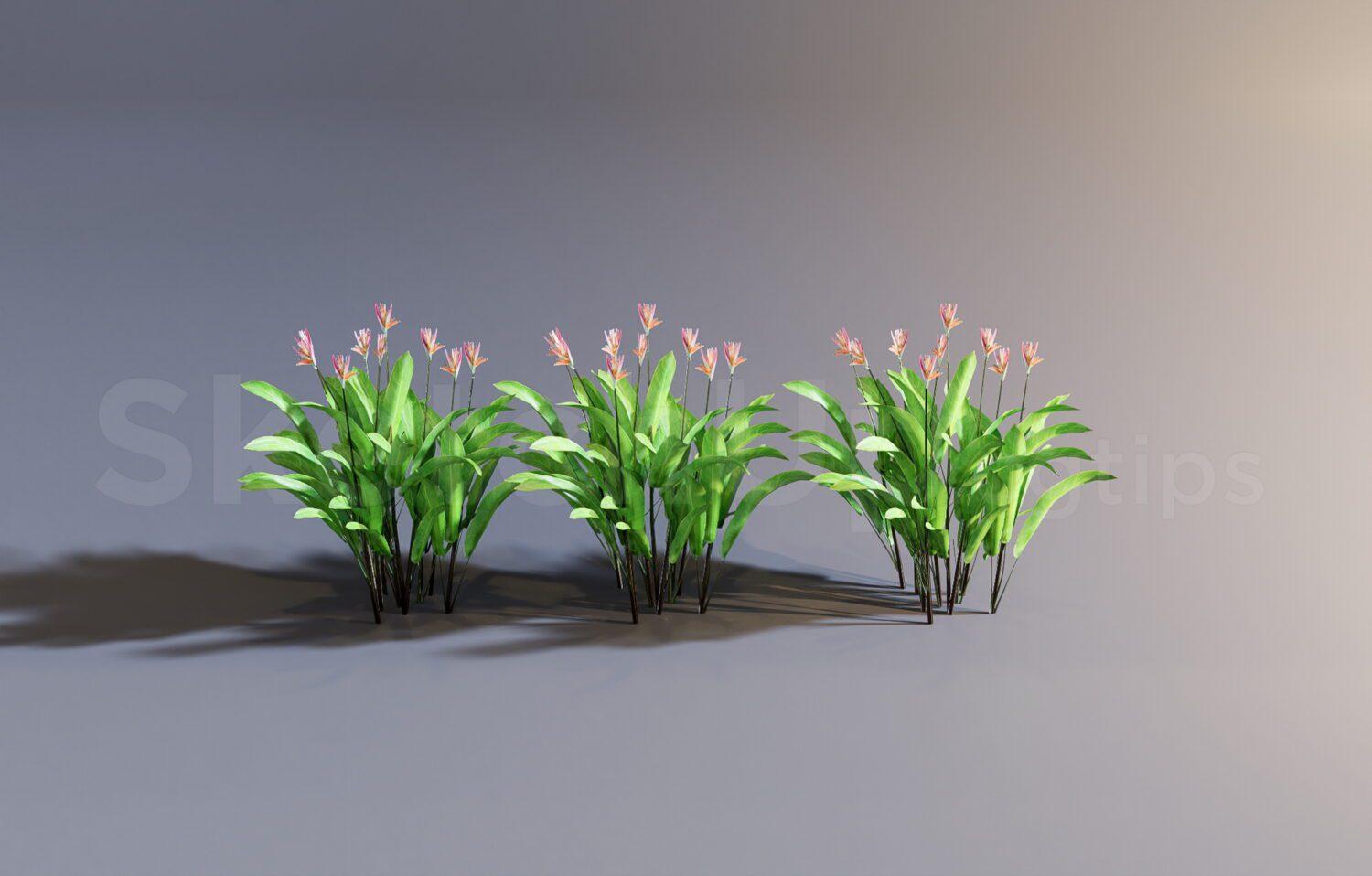 Plant