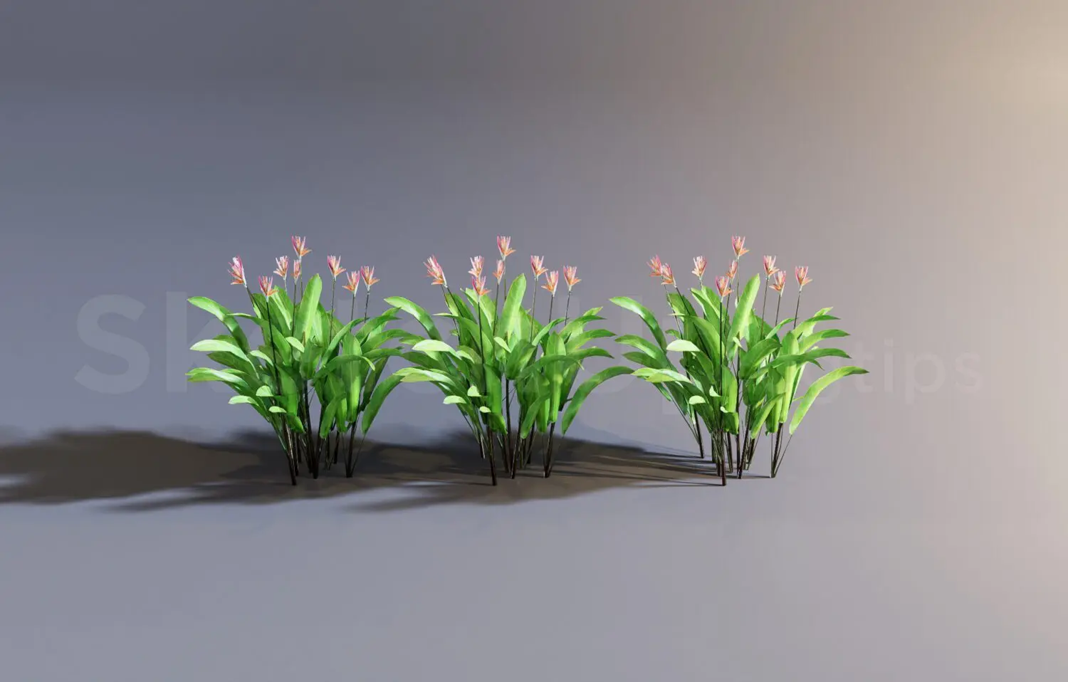 Plant