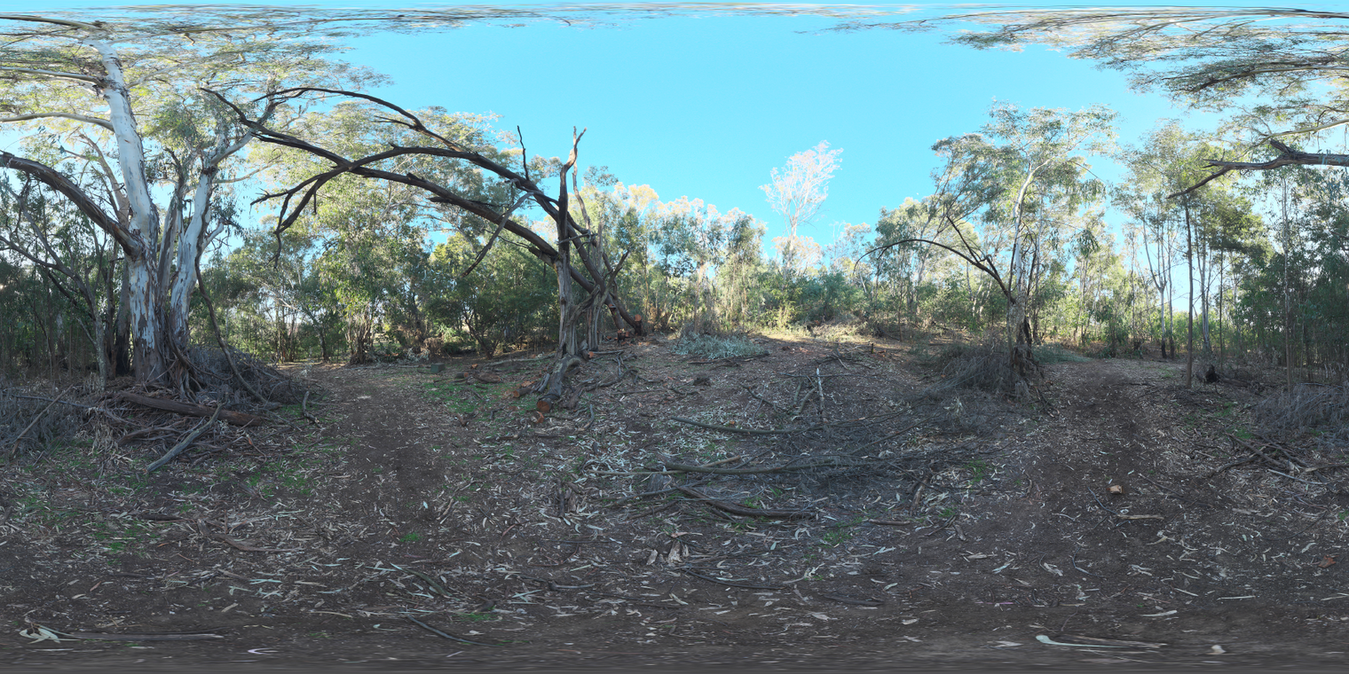 Gum Trees