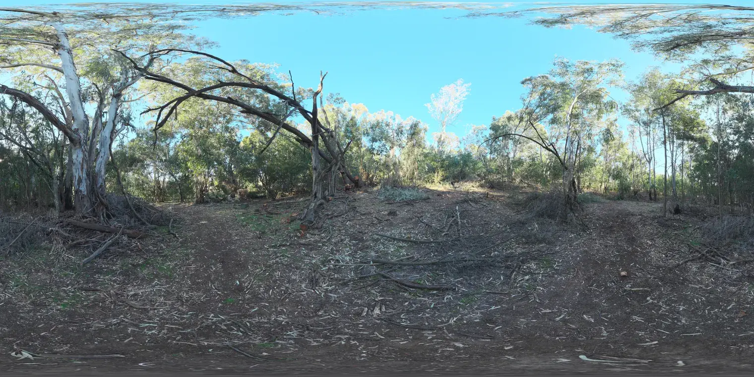 Gum Trees