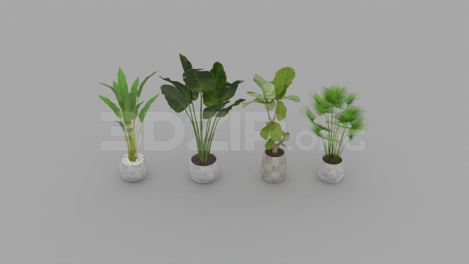 Plant