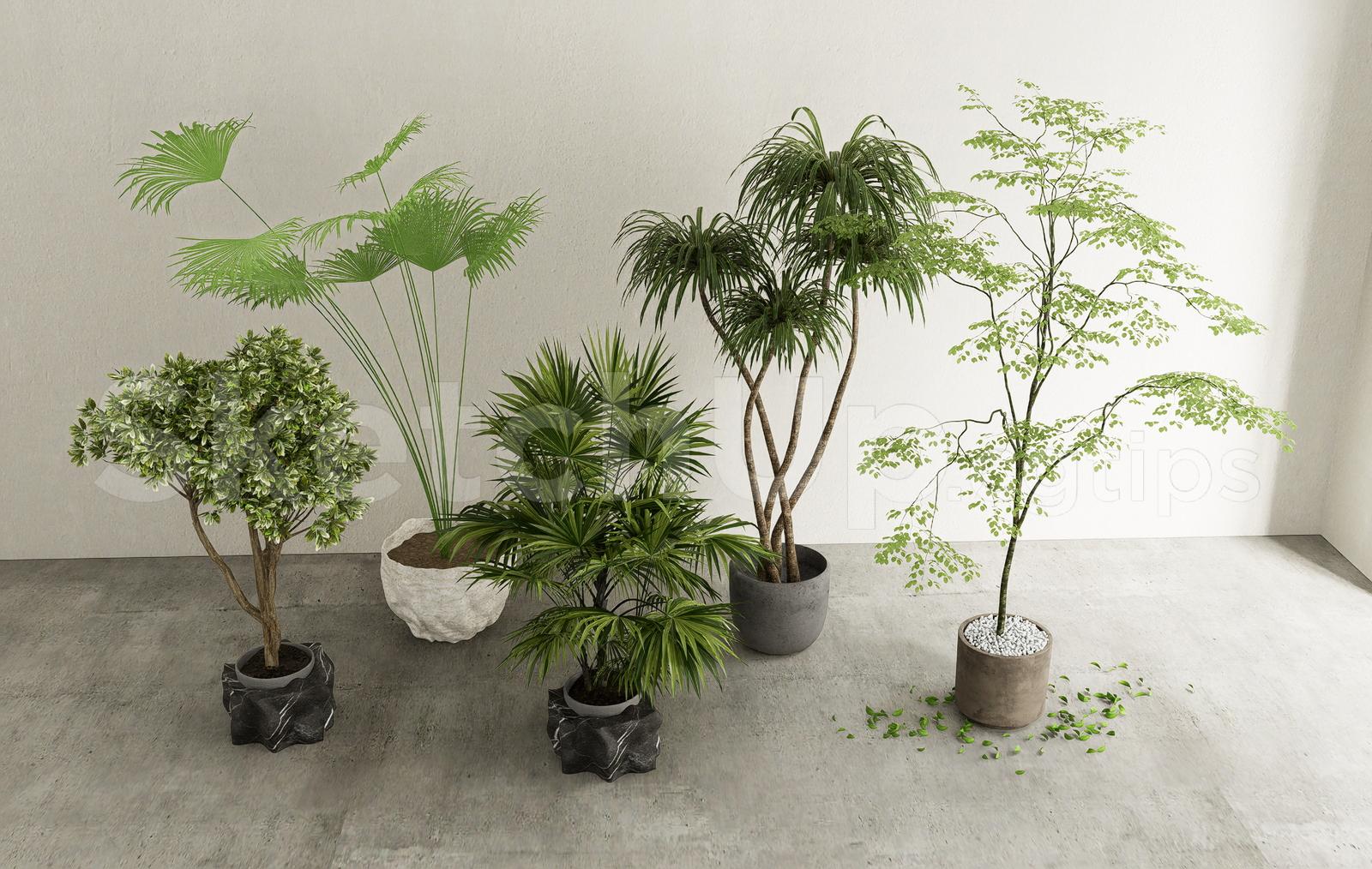 Indoor Tropical Plants