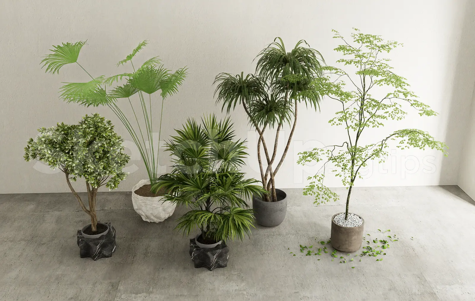 Indoor Tropical Plants