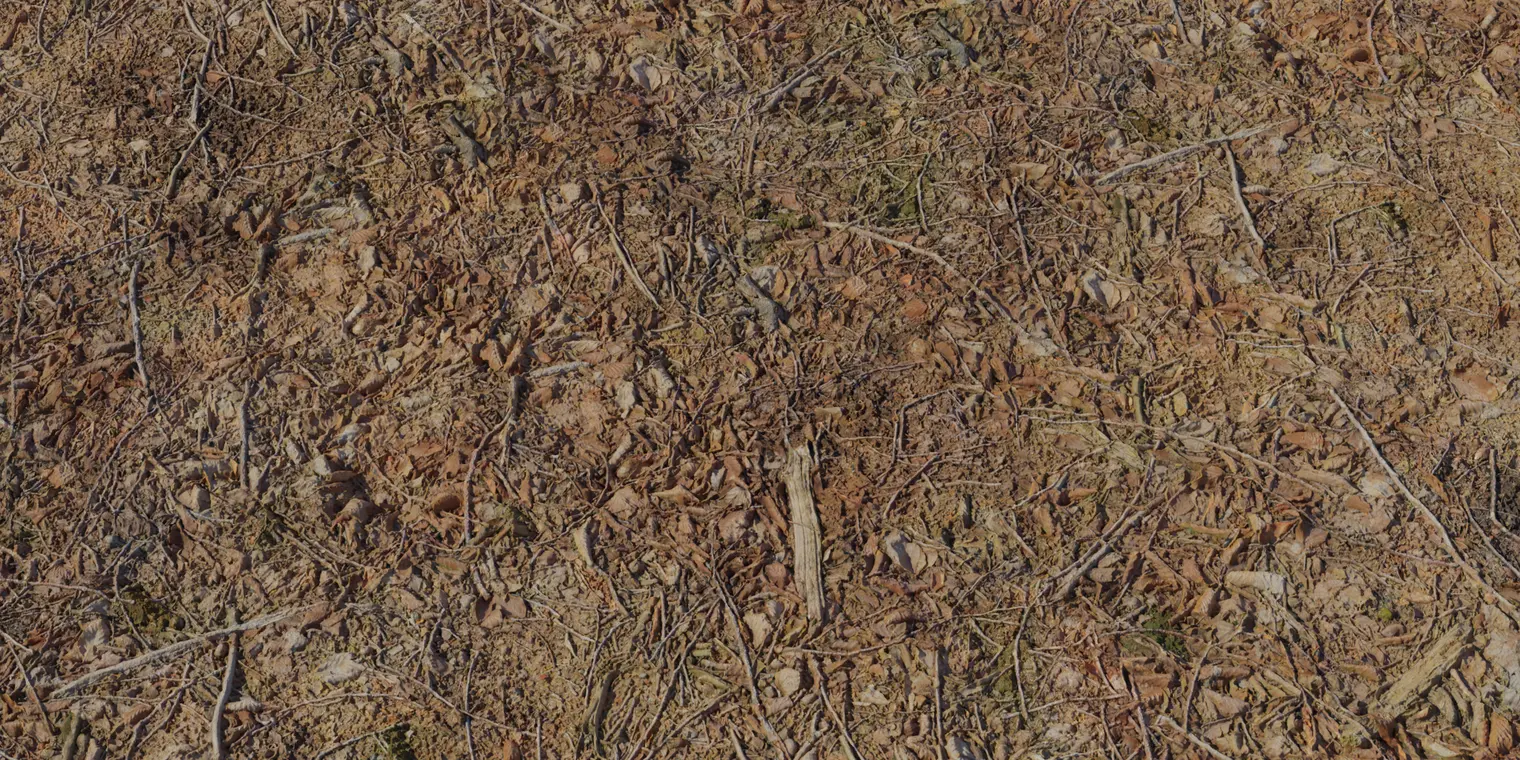 Forest Leaves 4