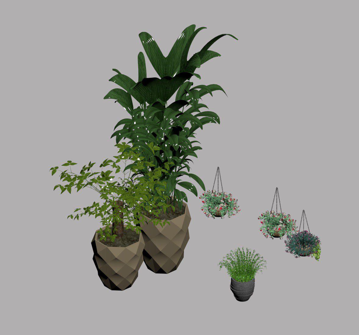 Plant