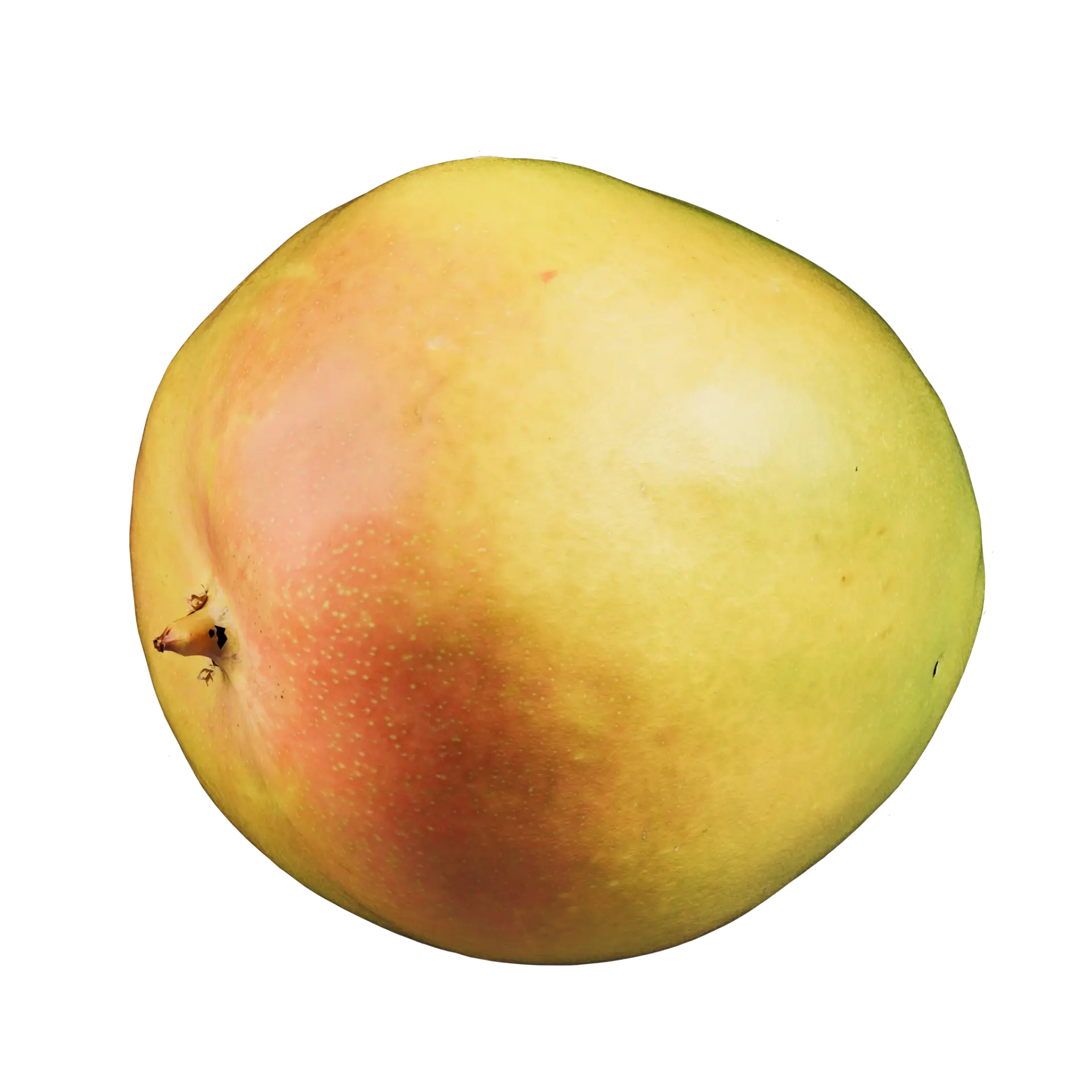 3D Mango 001