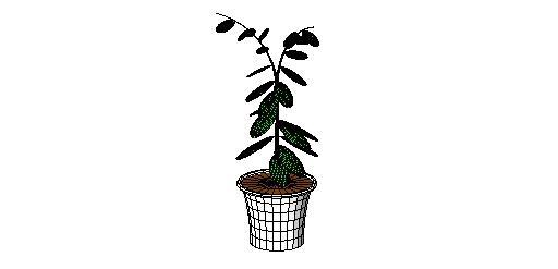 Plant 3